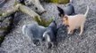 australian cattle dog 6 week old puppies playing