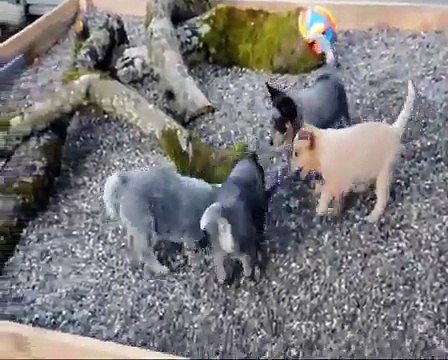 australian cattle dog 6 week old puppies playing