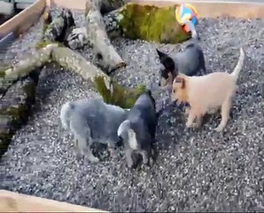 australian cattle dog 6 week old puppies playing