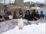 旭山動物園　ペンギンの散歩　Asahiyama Zoo　Penguin's walk