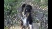 ♥ cute dog goes wild - süßer hund dreht durch und beisst sein Herrchen halb tot ;)  ♥