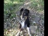 ♥ cute dog goes wild - süßer hund dreht durch und beisst sein Herrchen halb tot ;)  ♥