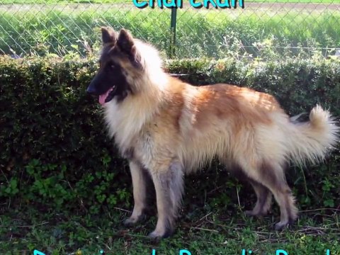 Nos Berger Belge Tervueren