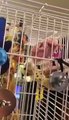 Budgie shredding & playing with her toys