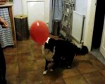 Border Collie Dog Sam Playing With Balloon