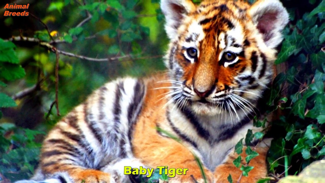 50 Cute Baby Wild Animals