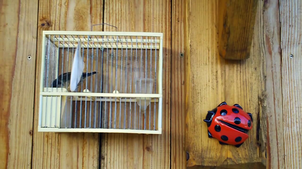 mulet de chardonneret avec chant de chardonneret et pinson des arbres mélangé