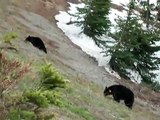 Black Bears at Olympic Mountain National Park (WA)