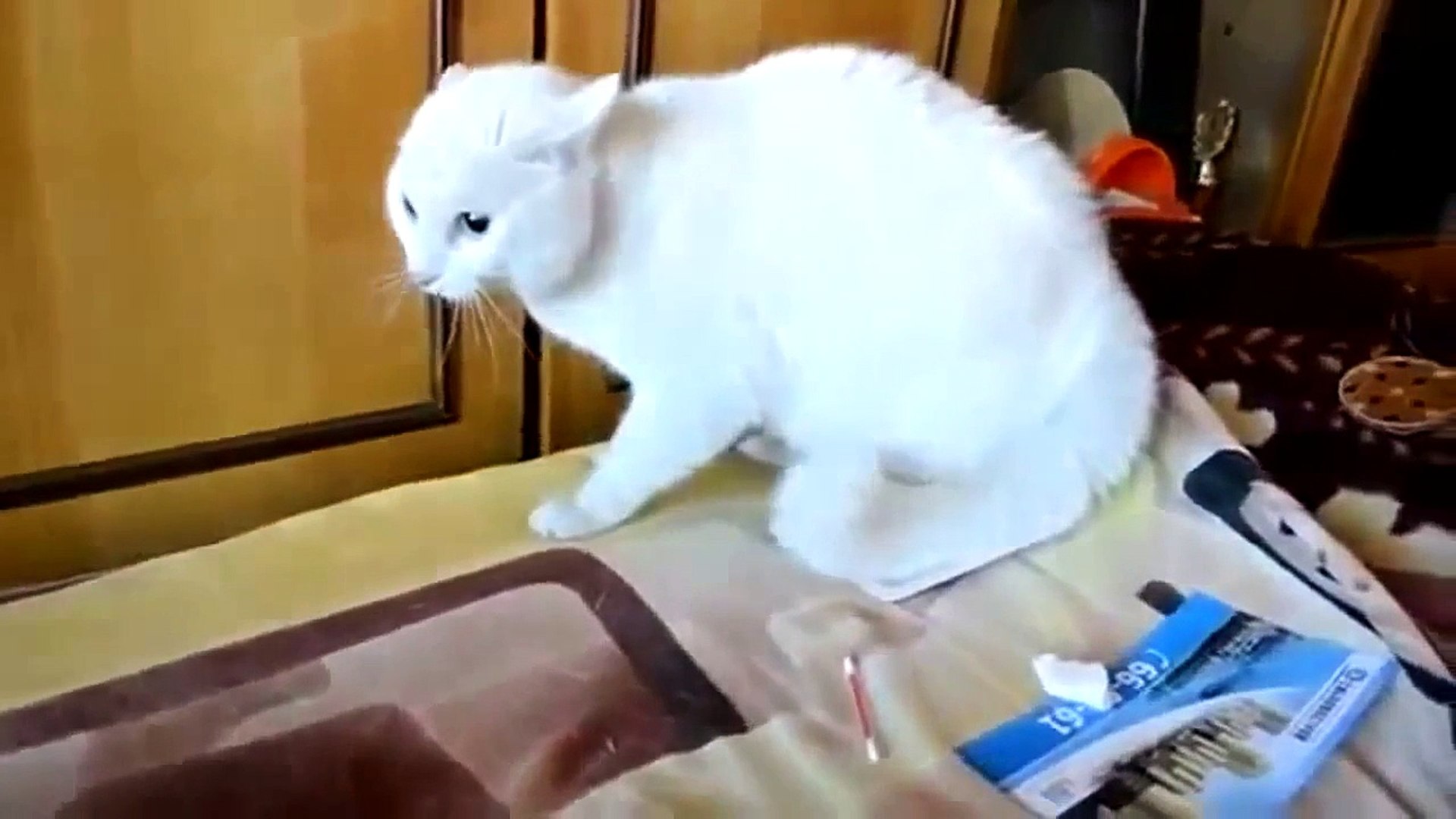 ⁣funny animal videos new 2015 HD