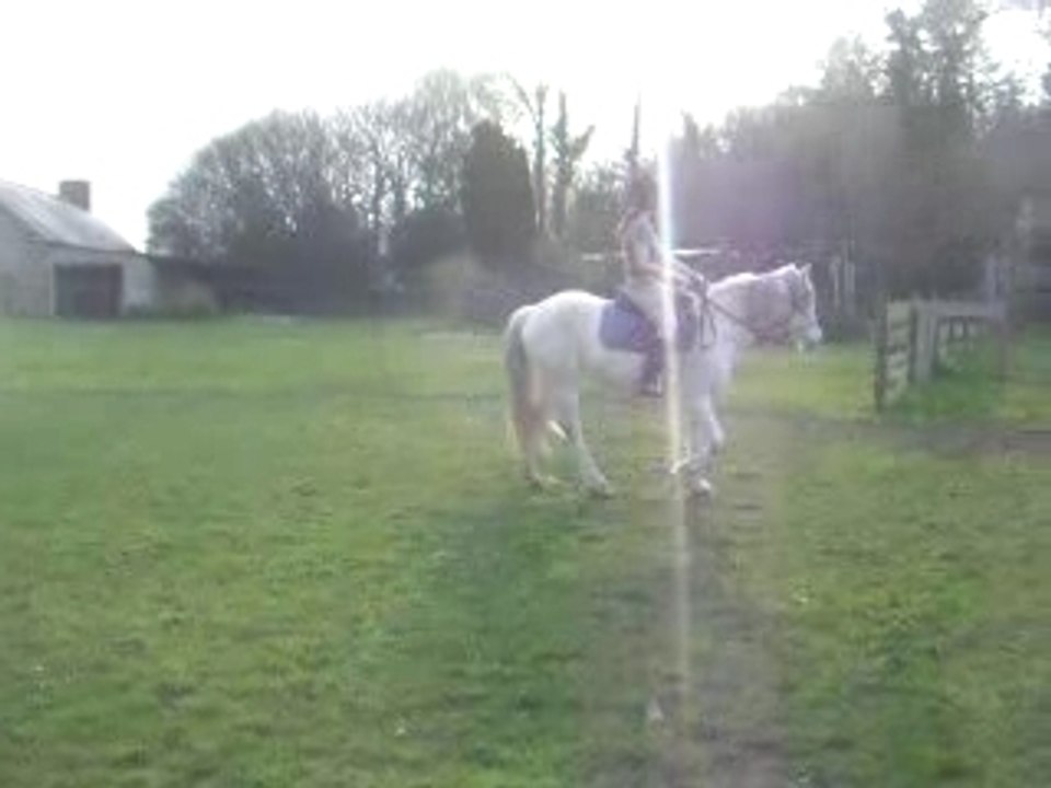 Trot