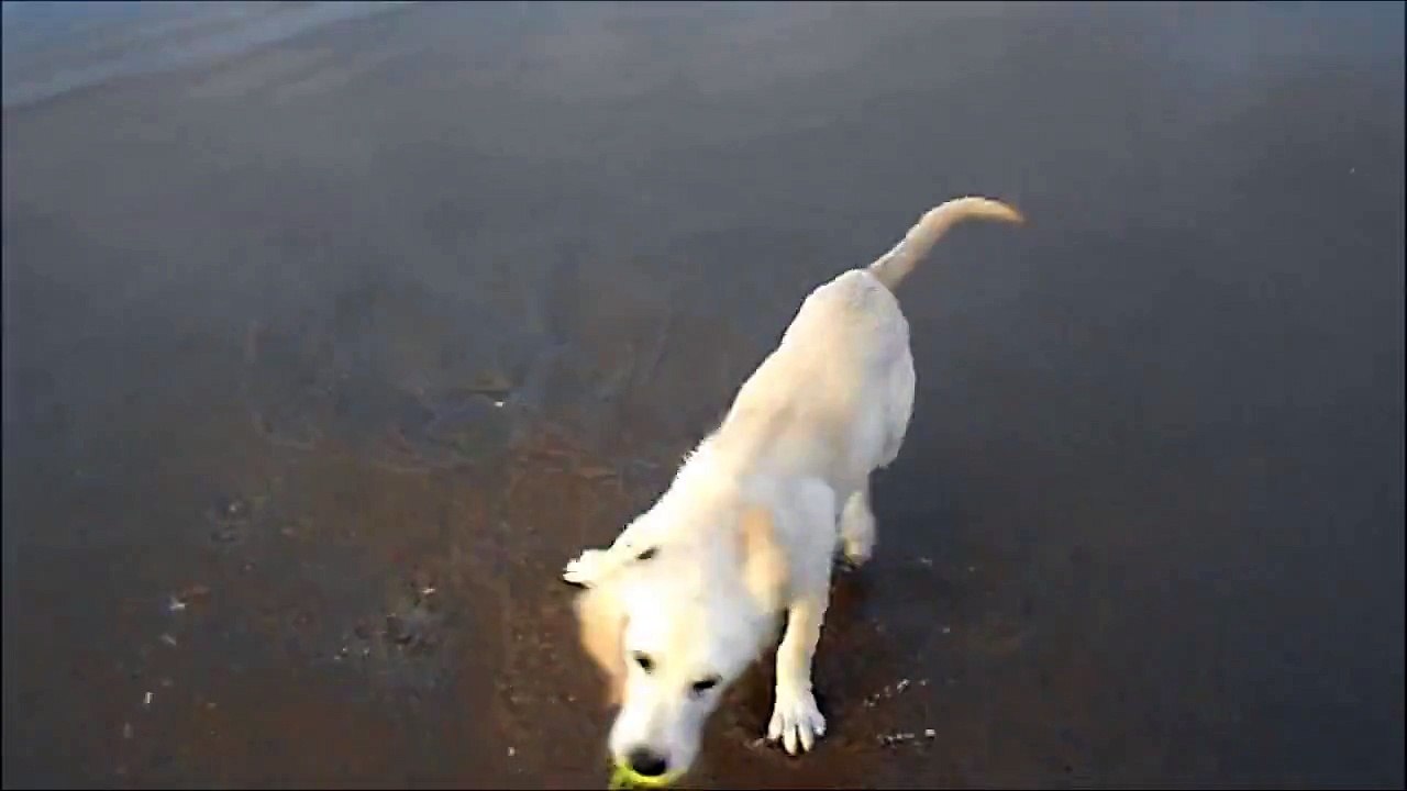 Willow at the beach