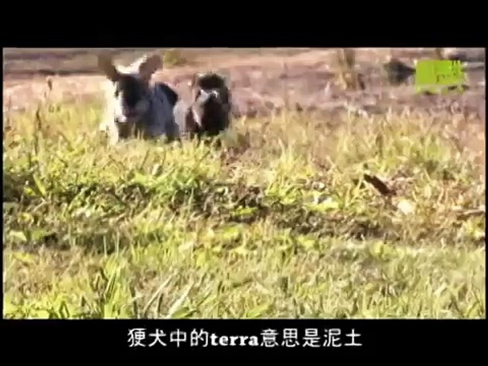 狗狗101---迷你雪納瑞犬