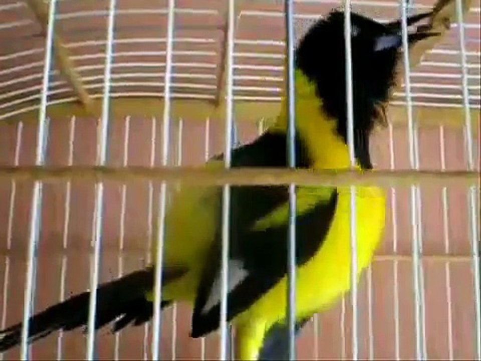 Corrupião ( Sofrê ) canta o hino do Flamengo !