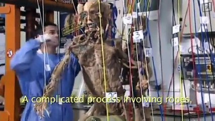 Gunther von Hagens' BODY WORLDS: Plastination Technique