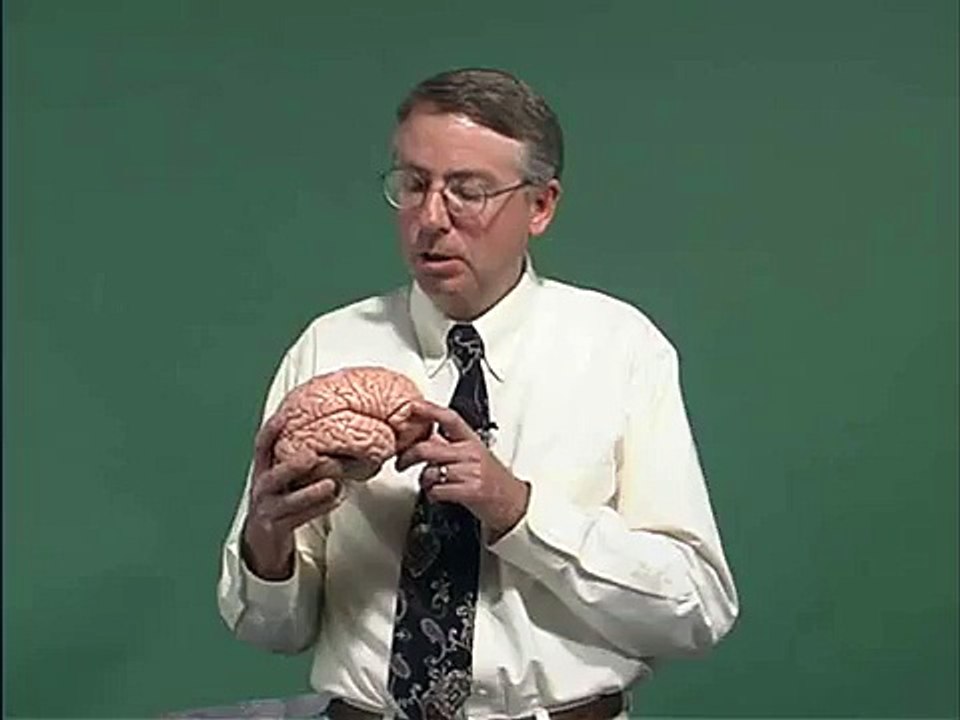 Neurology Examination Motor Exam Anatomy : introduction