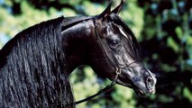 Straight Egyptian - Homozygous Black Stallion (for sale) - AZ Shai Amaan