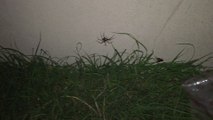 Man hunts Spiders glittering by night in his garden