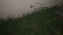 Chasse à l'araignée dans un jardin - Des milliers de petits yeux braqués sur vous, flippant