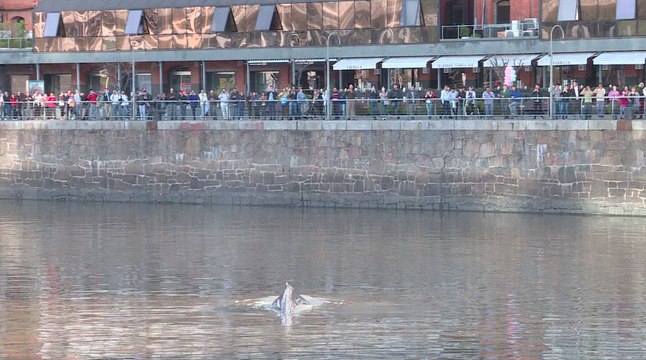 Une baleine perdue dans le port de Buenos Aires