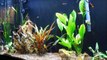 55 Gallon Planted Livebearer Aquarium - 4 Months Later