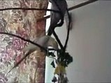 My parrots playing and singing
