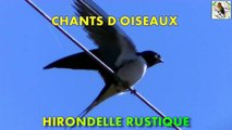 Chants d'Oiseaux - Chant de l'hirondelle rustique