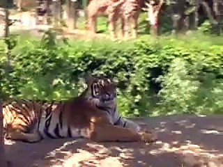 South Korea-Everland Theme Park