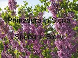 Spring in Sicily 2