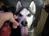 my crazy husky loves being sprayed with water