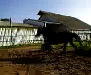 Lounging Boomer over a lil jump 3