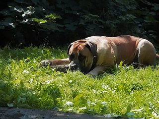 Boerboel Brutus