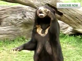 Funny Animal Outtakes! With Panda Playing in Sprinkler!