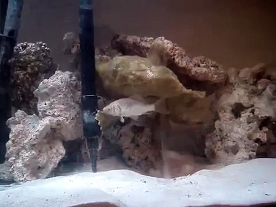 FrogFish eating goldfish (2)