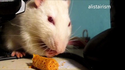 rat eating food in HD