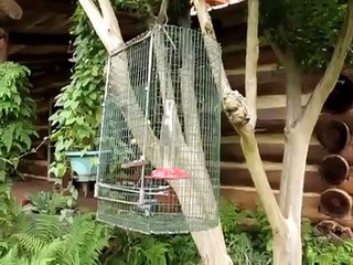 Trapping hummingbirds