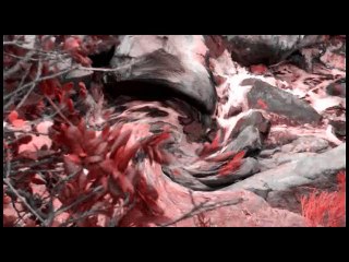 Requiem for a Bee by Mariachis Gringos and The Electric Trunk