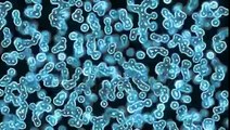 high definition microbiology  cells and bacteria under microscope  popular scientific background Hd