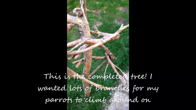 DIY: How to make a natural wood Parrot Perch / Climbing Tree / Stand