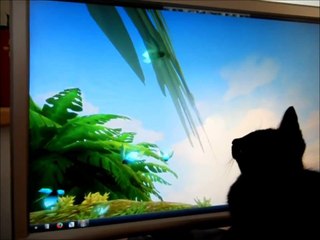 Cat chasing bugs on screen