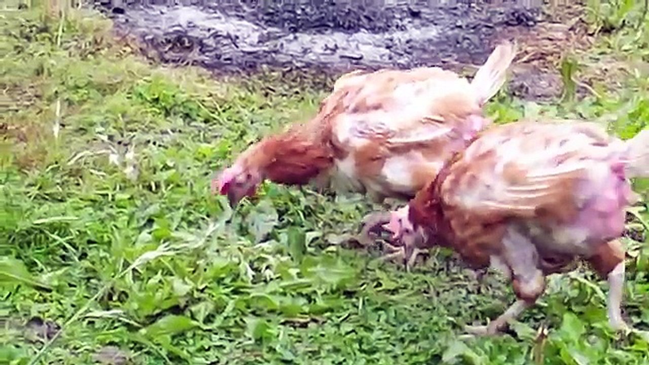 Chickens!