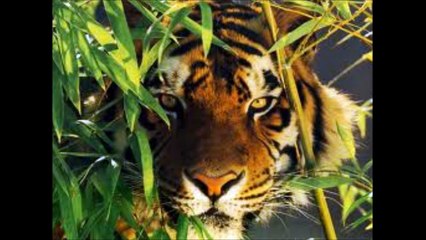 documentaire sur les tigres