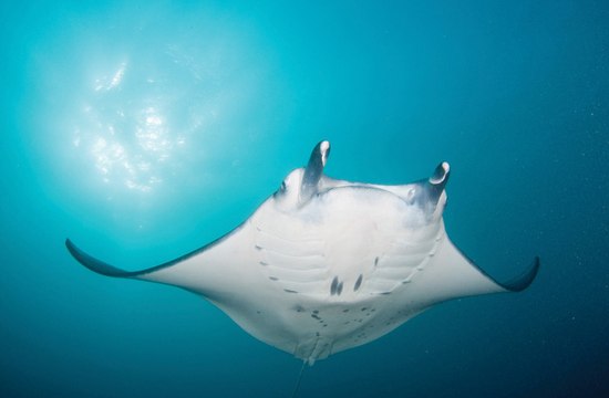 Canavar Balıklar: 18. Bölüm - Dev Tatlı Su Vatozu
