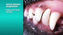 Banfield Pet Hospital - Risks and Signs of Dental Disease in Dogs and Cats