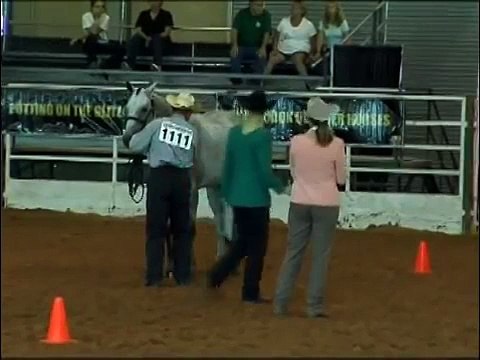 For Sale Yearling Quarter Horse Filly