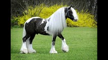 Austin - Multiple Champion Gypsy Vanner Stallion