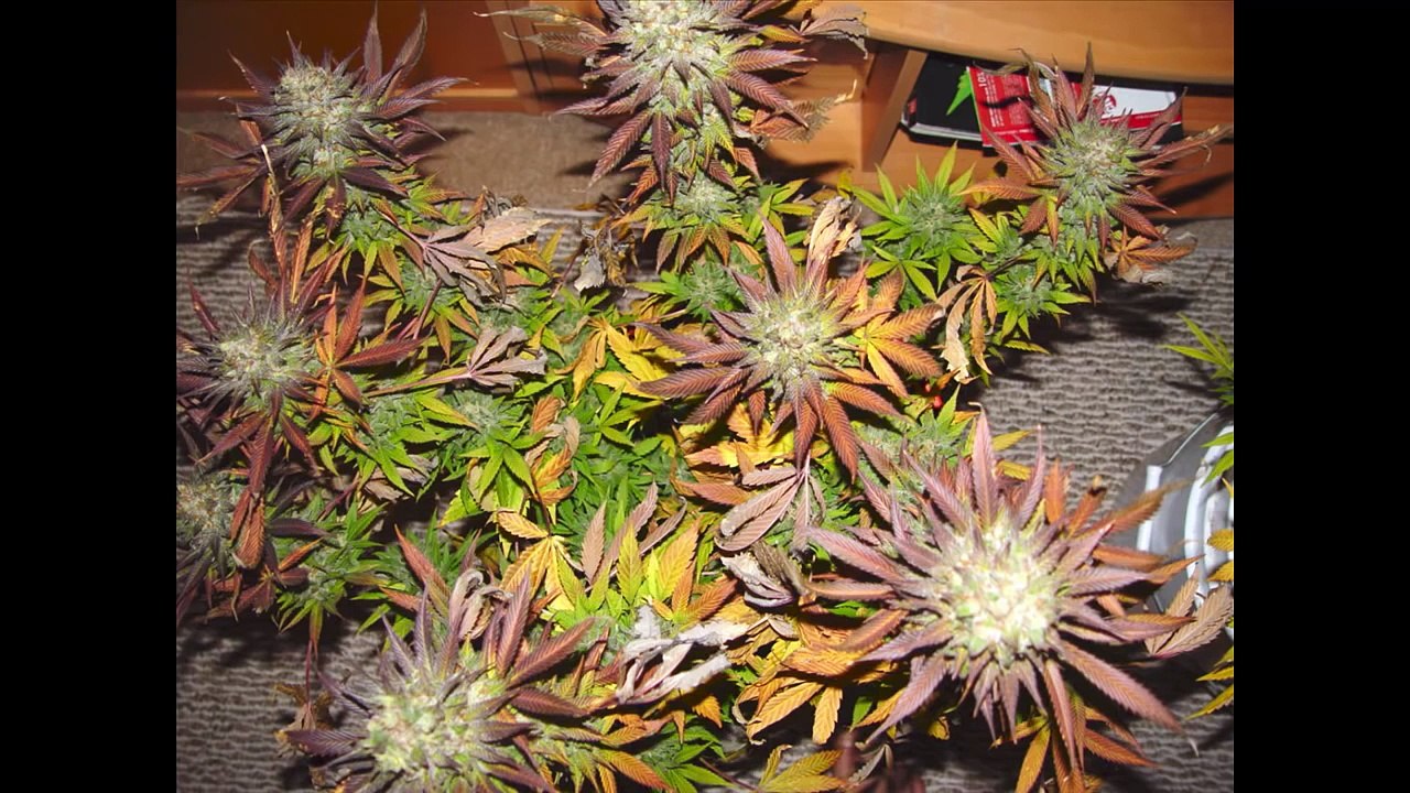 Marihuana 4 tipos mas potentes (Weed)