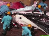 La chasse aux baleines