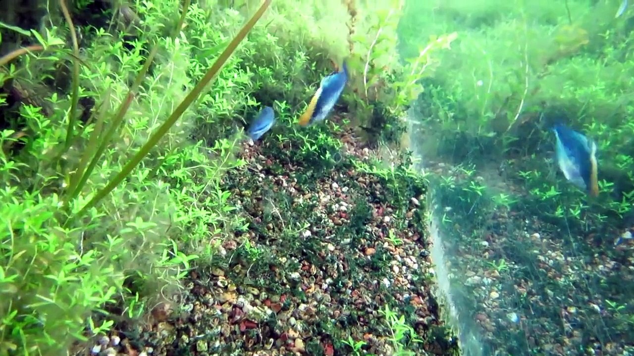 Melanotaenia lacustris Turquoise rainbowfish flashing