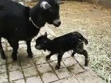 Cabrita Pigmea recien nacida. A Newborn Pygmy Goat. GRANJA LAS GOLONDRINAS MARGARITAS CAMALU