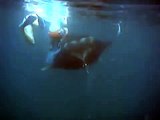 snorkeling avec les mantas le 12-02-08